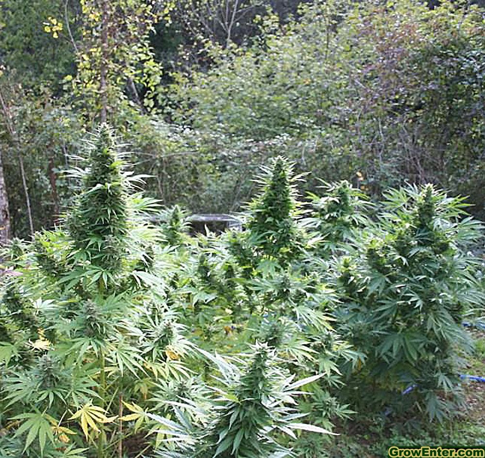 nasiona marihuany i konopi afghan kush feminizowane od seedbay