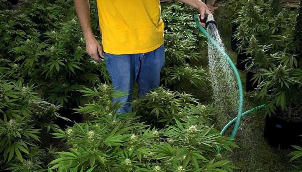jak podlewać rośliny marihuany