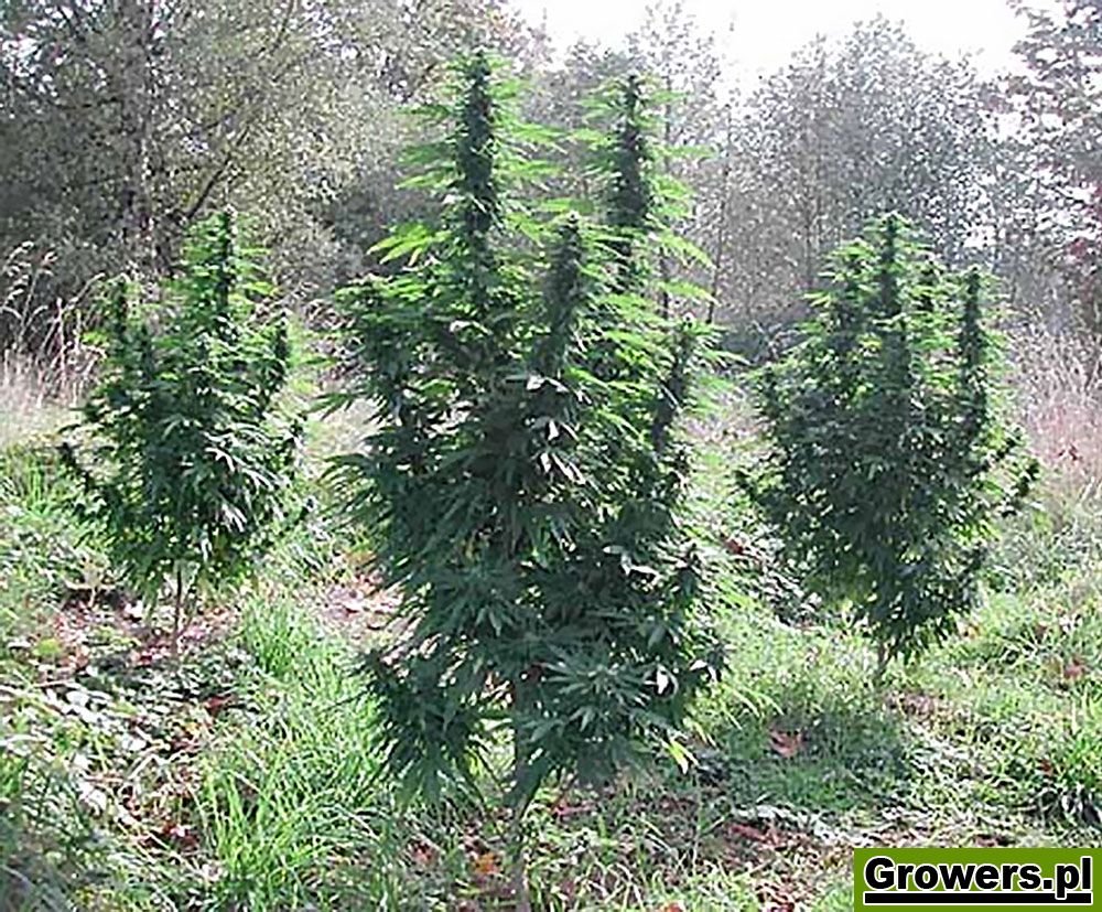 nasiona marihuany i konopi outdoor star feminizowane od akseeds