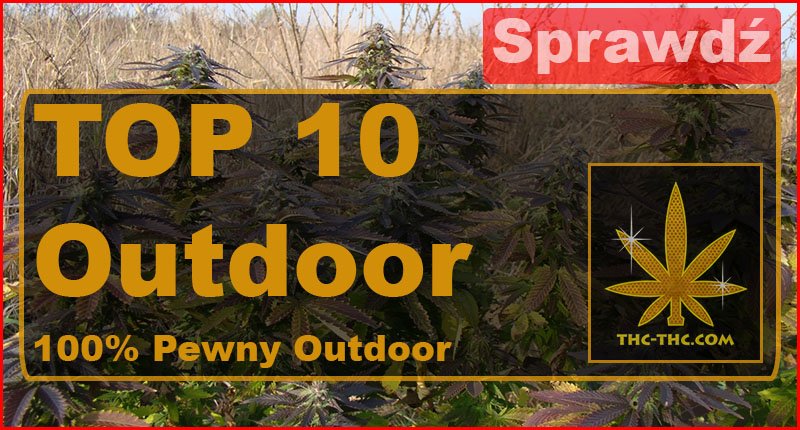 najlepsze, sprawdzone, odmiany, nasiona, marihuany, konopi, outdoor, top, top10