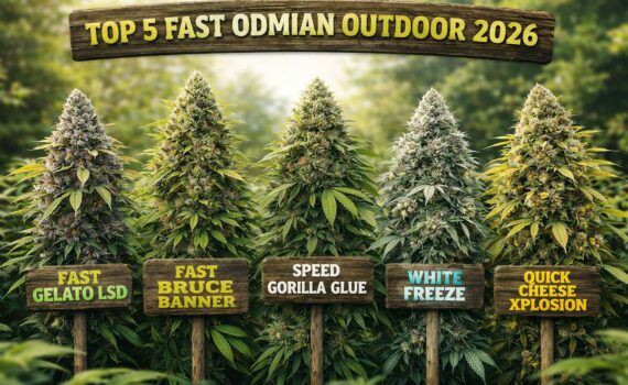 Top 5 nowoczesnych fastow na outdoor 2026 szybkosc moc i plon w jednym