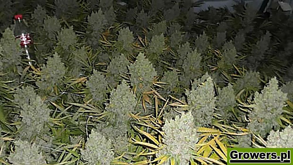 nasiona marihuany i konopi white widow Haze feminizowane od zambeza seeds