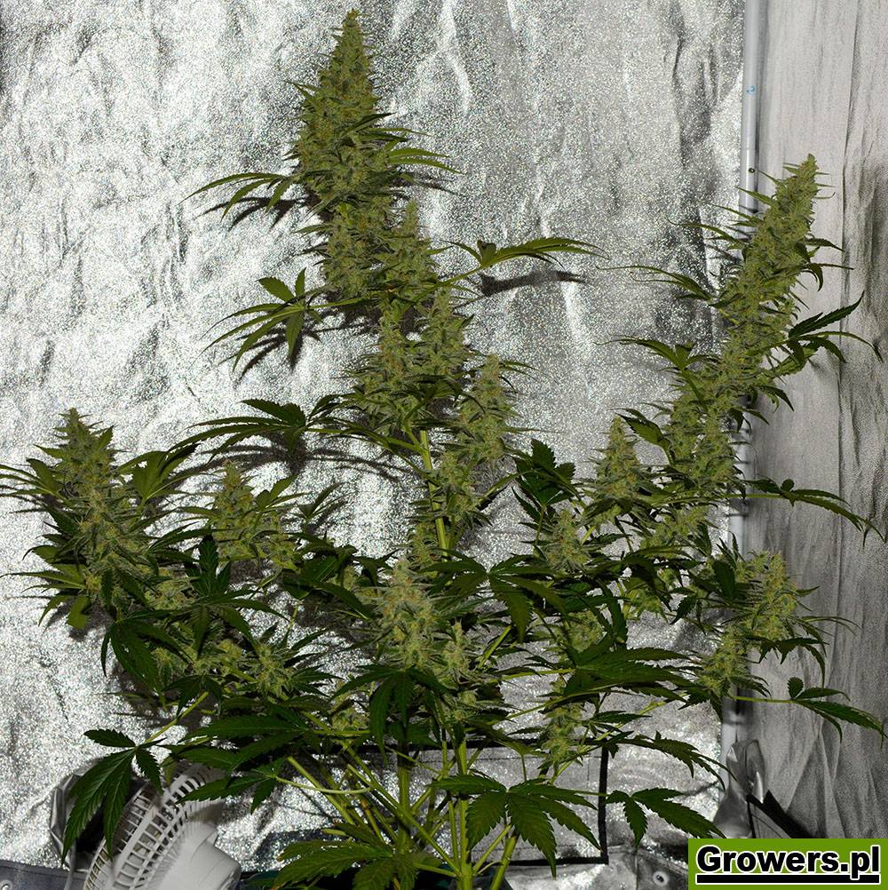 nasiona marihuany i konopi white widow xl automatic feminizowane od zambeza seeds