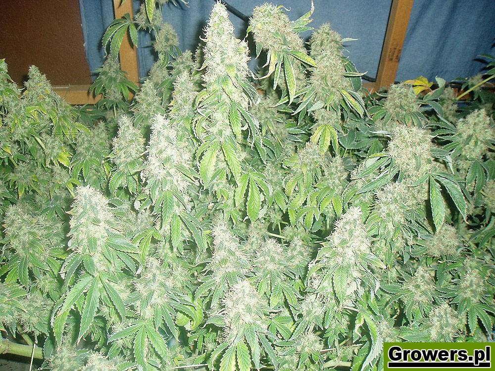 White Widow XL, Feminizowane, Nasiona Marihuany, Nasiona Konopi, Indoor, Zambeza Seeds